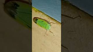 Green Leafhopper Rice Pest Tiny Insect Closeup view insects [upl. by Madda]