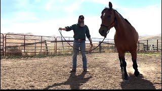 Philosophy Of Lunging Your Horse Part 1 [upl. by Janos]