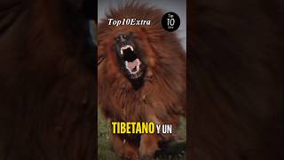 Mastín tibetano vs Lobo [upl. by Rafferty]