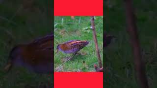 Baillons Crake Rare Wetland Wonder BaillonsCrakeWetlandBirdsBirdingAdventures [upl. by Zetniuq]