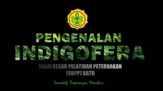 Pengenalan indigofera di BBPP BATU Dwita Indrarosa ST MP [upl. by Barby]