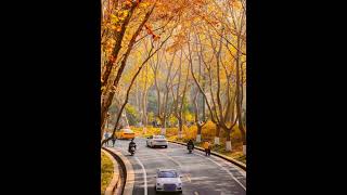 The plane trees in Nanjing in autumn are absolutely stunning china travel jiangsu love [upl. by Oramug]