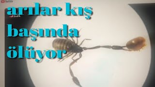 kış kontrolü ve varroa telikesi detaylı anlatım ne fayda [upl. by Lidda939]