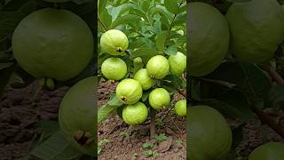 🌿Grow Guava Tree FAST with These Pro Tips guava fruittree gardening [upl. by Meldoh345]