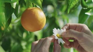 innocent  Les meilleures oranges et rien dautre 2017 [upl. by Kiel]