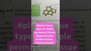 tissue planttissue typeofsimplepermanenttissue parenchymacollenchyma  sclerenchyma [upl. by Tobin]