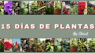 15 DAYS OF PLANTS  How to buy and take care of INDOOR PLANTS [upl. by Sible]