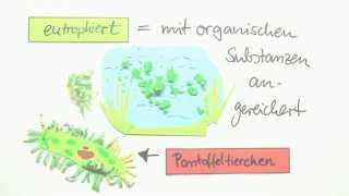 Einzeller Das Pantoffeltierchen Paramecium  Biologie  Cytologie [upl. by Arundel]