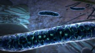 Powering the Cell Mitochondria Animation [upl. by Osbourn]