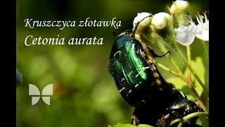 Kruszczyca złotawka Cetonia aurata [upl. by Llenahc430]