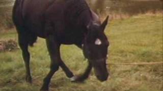 Black Beauty Theme  Danny Elfman 1994 Info On Horse In Description [upl. by Zelma]