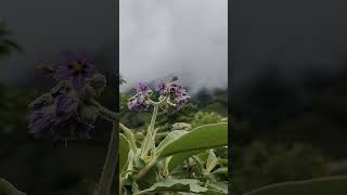 Solanum vestissimum plant solanum plants shortsfeed shortsvideo plantshorts [upl. by Anaej]