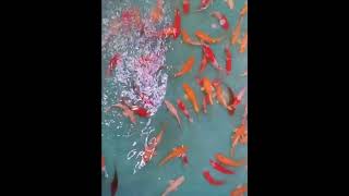 Selecting Koi fish  Mesmerizing Goldfish Swarm You NEED to See [upl. by Anidene]