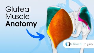 Gluteal Muscle Anatomy  What’s the Difference between the Gluteal Muscles Expert Physio Guide [upl. by Ahsuat]