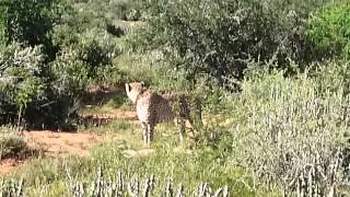 Cheetah takes his brother to a freshly killed kudu [upl. by Arlette]