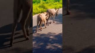 Donkey Walking Road Video Share My Video [upl. by Sauls]