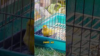 Canary singing birds sounds at its best  Melodies canary bird song bird canary shorts [upl. by Bozovich]