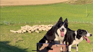 Two insanely talented border collie sheepdogs herding sheep [upl. by Enehs]