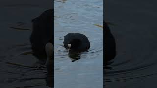 Coot floating on a lake [upl. by Alolomo]