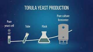 Torula production [upl. by Areic]