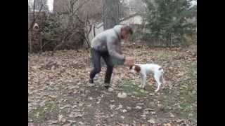 Brittany Spaniel Tricks and Training [upl. by Atnauqahs999]