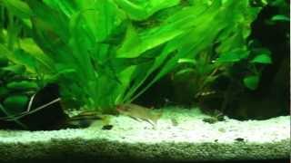 Pelvicachromis taeniatus quotNigeria Redquot first day [upl. by Attekahs]