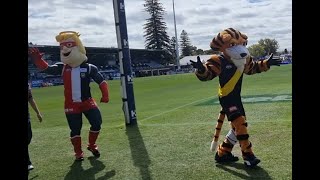 AFL Mascots Stripes Dyer and Trevor  Gather round Norwood Oval Adelaide 2024 [upl. by Elinad810]