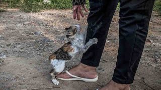 Feeding by a lady the kitten yearned for a home becoming the happiest kitten to be adopted [upl. by Oidiple]