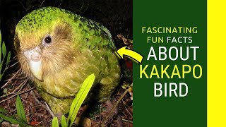 kakapo facts for kids Amazing Facts about Kakapo bird [upl. by Odelle]