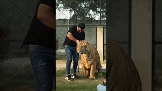 tiger bengaltiger roar lionroar tigercubs tigerwoodsytshorts ytviral youtube youtubeshorts [upl. by Bullough]