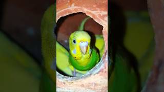 টুনির ছানা বাসায় রয়েছে birds parrot pakirgolpo shorts [upl. by Elbring868]