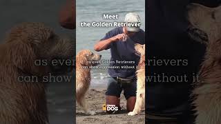 Meet the Golden Retriever puppies happydogtv fyp [upl. by Kimberley443]