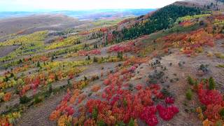 Fall Colors by Drone behind Bear Lake Utah 2017 [upl. by Christine]