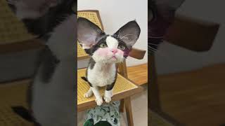 Cat with big ears🐱🐱 cat cutecat kitten cute pets animals shorts [upl. by Buke]