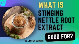 What is Stinging Nettle Root Extract Good For [upl. by Dleifxam]