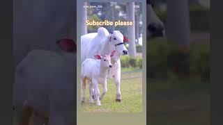 Gau Mata youtubeshorts bageshwardhamandmodiji plzdosuporrtmychanlfriends [upl. by Zerlina]