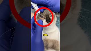 Doctor Treats Cats Eyes 😲 [upl. by Hafler]