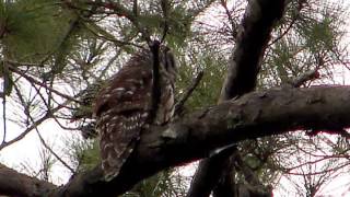 BEST Craziest Laughing Owl Sounds [upl. by Nosduj]