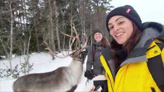 Swedens winter wonderland in Jamtland county  Walking with reindeer dogsledding ski in Are etc [upl. by Benoit]