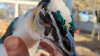 Tame Pet Peahens Peacocks [upl. by Nawad]