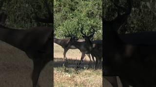 Venado Cola Blanca Cinegética Los Ángeles cinegeticalosangeles [upl. by Malvin]