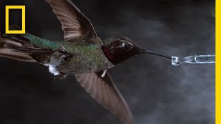 See Hummingbirds Fly Shake Drink in Amazing Slow Motion  National Geographic [upl. by Machos720]