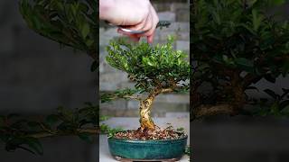 Making Bonsai from Collected Material 🪴 [upl. by Verena437]