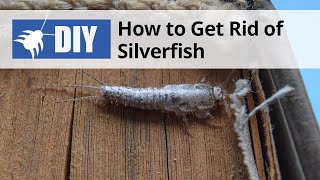 How to Get Rid of Silverfish  DoMyOwncom [upl. by Nifares880]