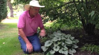 Dr A on Brunnera Jack Frost [upl. by Ignatzia]