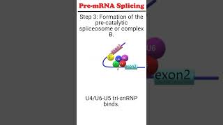 Pre mRNA splicing splicing [upl. by Aisha506]