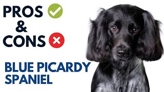 Blue Picardy Spaniel Pros and Cons  Épagneul Bleu de Picardie Advantages and Disadvantages [upl. by Jovita767]