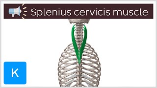 Splenius cervicis muscle  Anatomical Terms Pronunciation by Kenhub [upl. by Landau786]