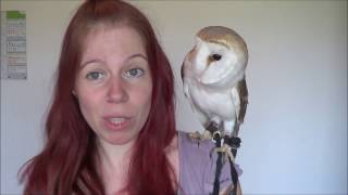 Basics Of Owning An Owl [upl. by Mariand]