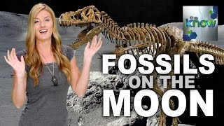 There Could Be Dinosaur Fossils on the Moon  The Know [upl. by Annitsirhc14]